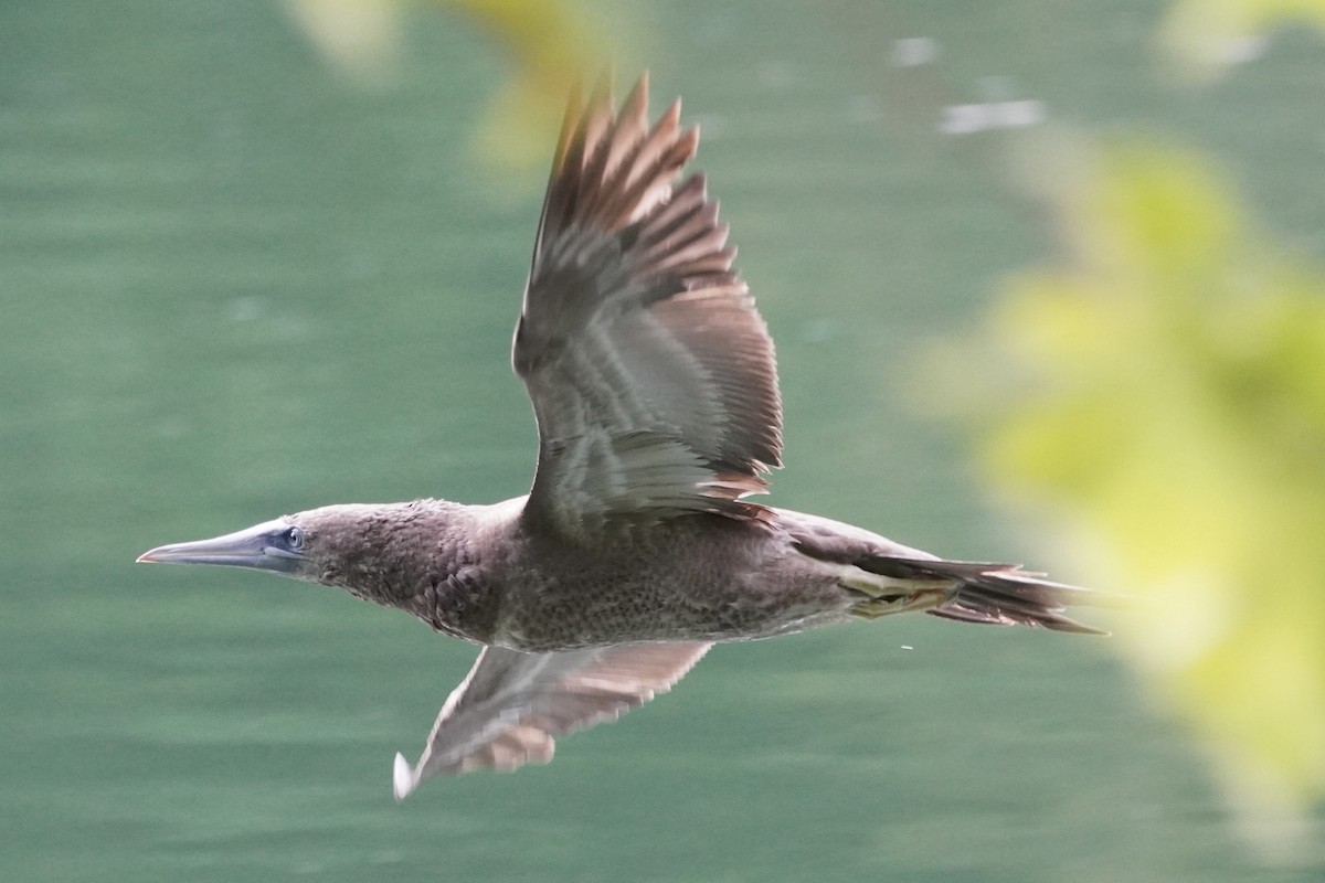 Brown Booby - ML620456373