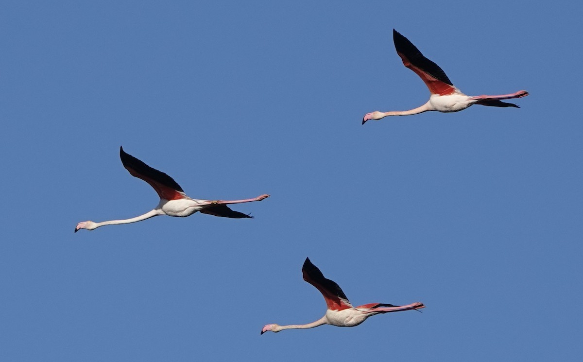 Greater Flamingo - Dave Ebbitt