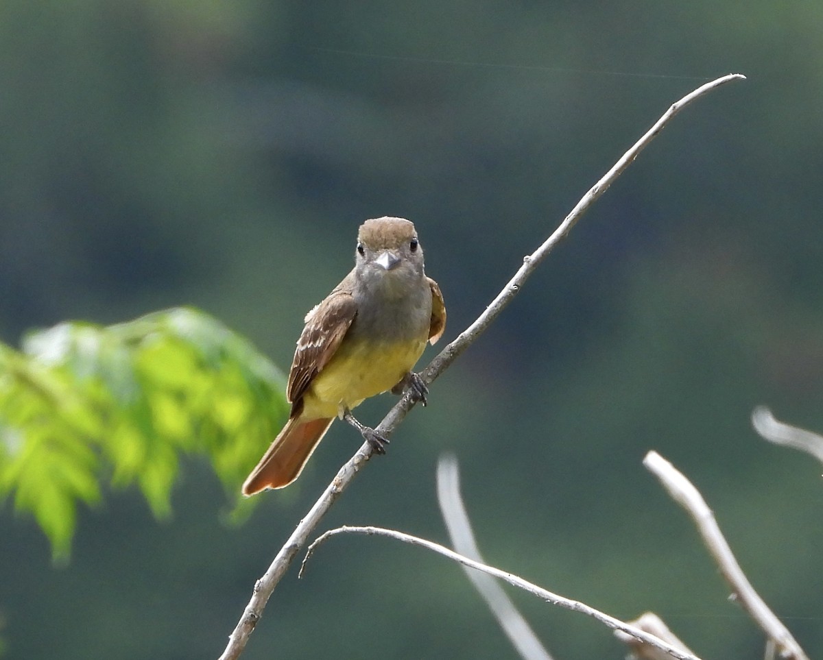 Great Crested Flycatcher - ML620456378