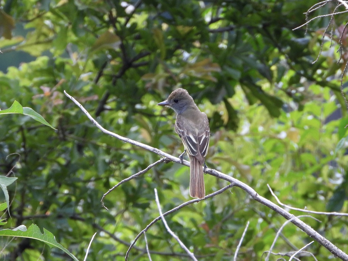 Great Crested Flycatcher - ML620456379