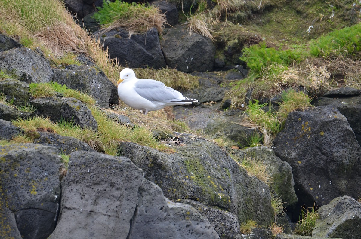 Herring Gull (European) - ML620456382