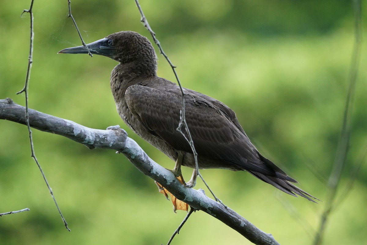 Brown Booby - ML620456392