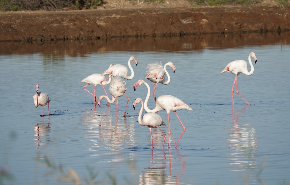 Greater Flamingo - ML620456396