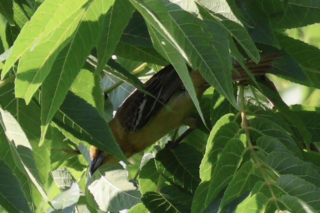 Orchard Oriole - ML620456399