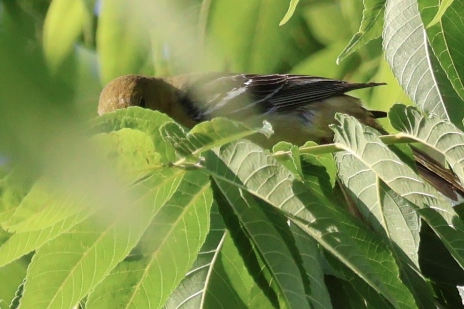 Orchard Oriole - ML620456400