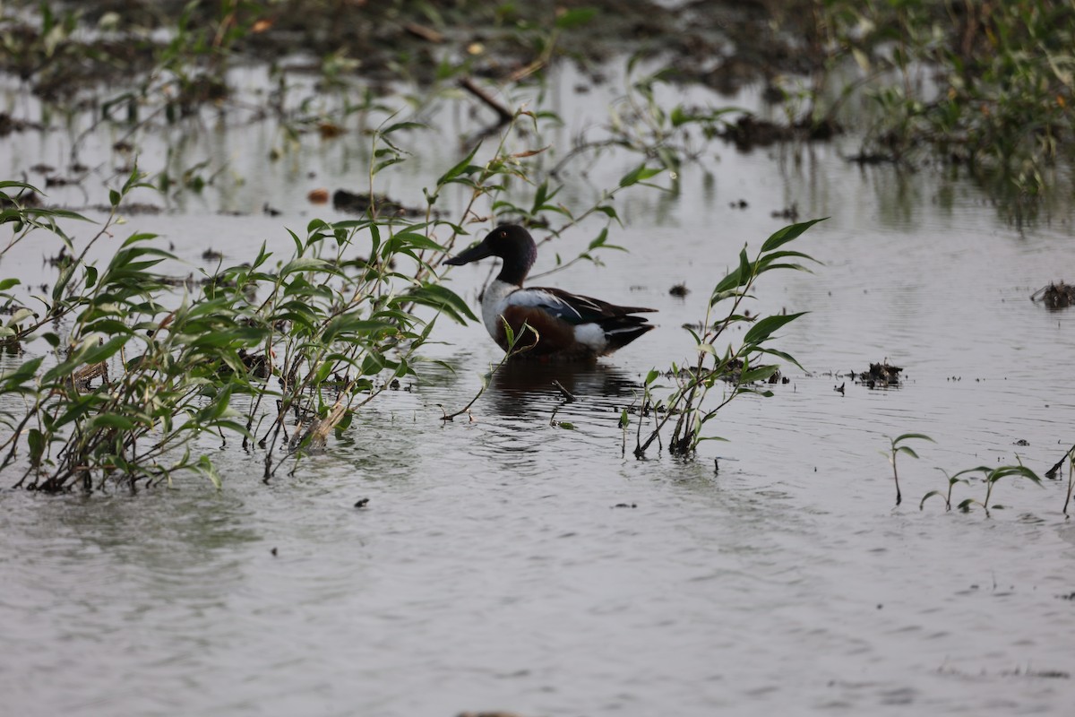 Northern Shoveler - ML620456412