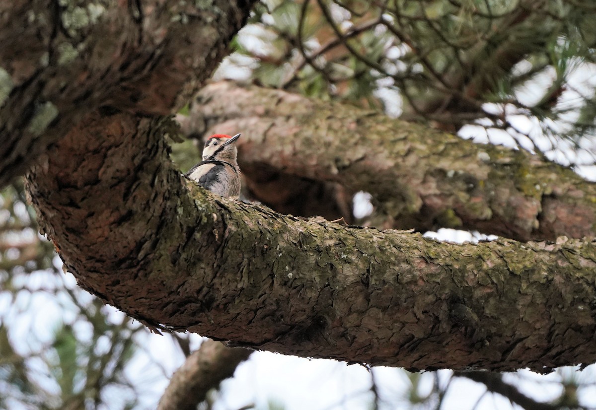 Great Spotted Woodpecker - ML620456426