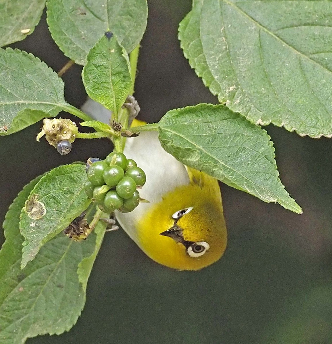 Indian White-eye - ML620456430