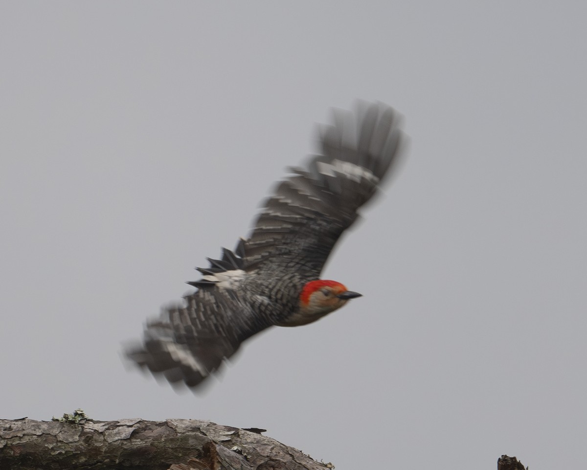 Red-bellied Woodpecker - ML620456438