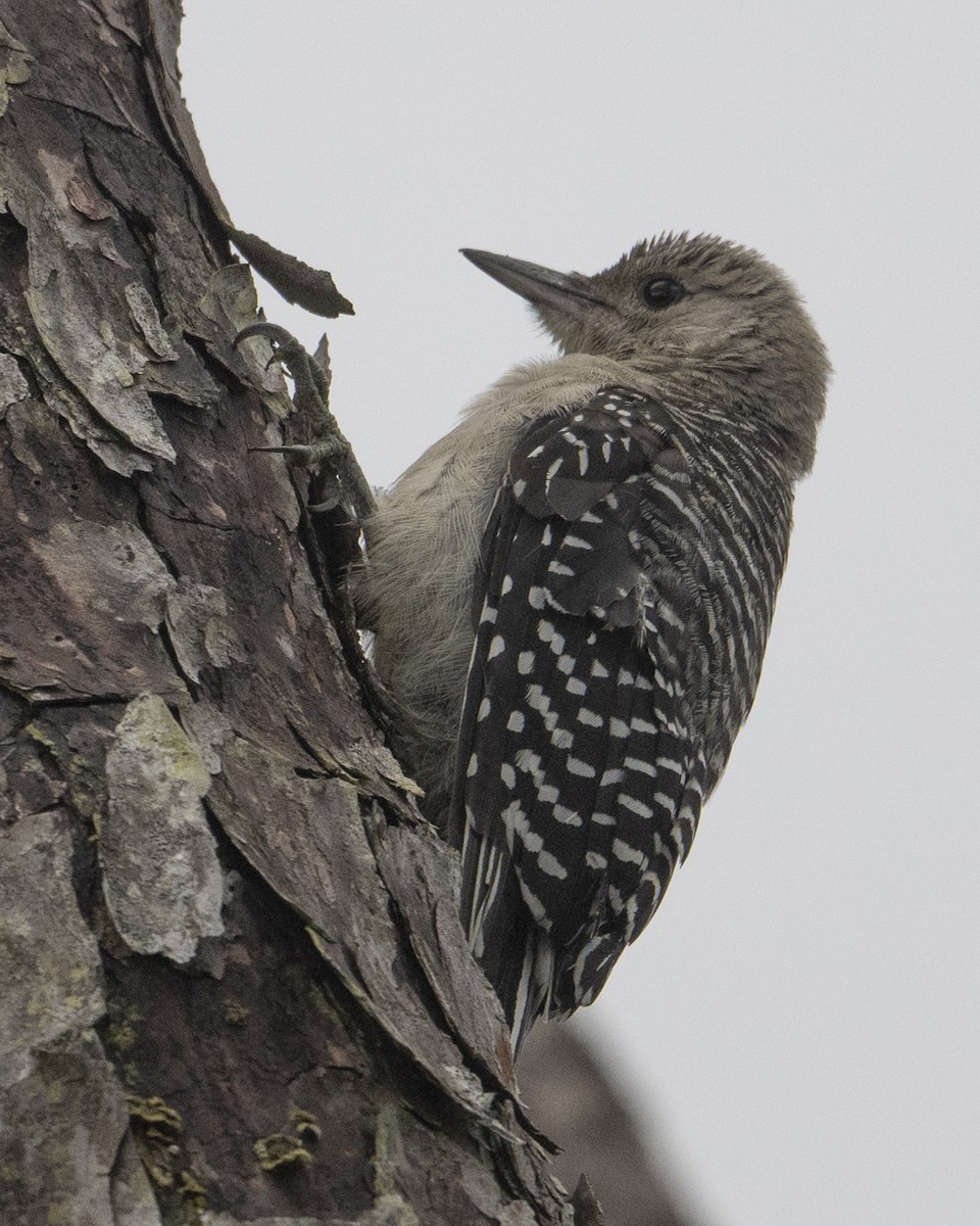 Red-bellied Woodpecker - ML620456439