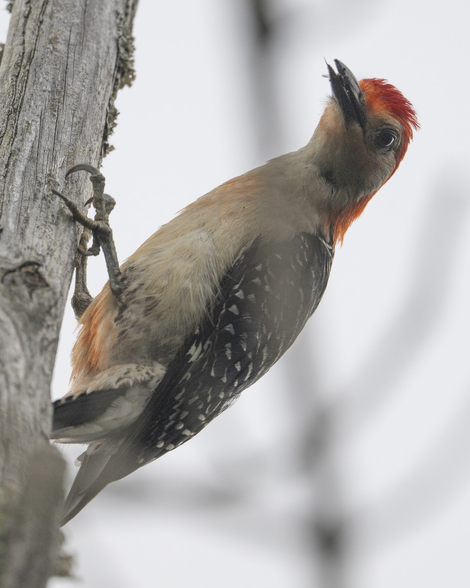 Red-bellied Woodpecker - ML620456441