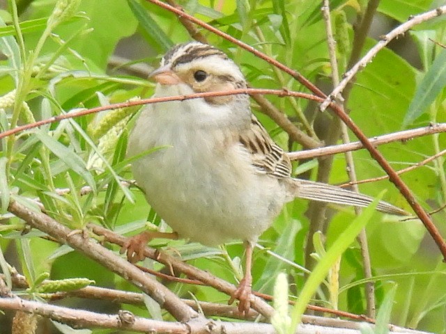 Clay-colored Sparrow - ML620456455