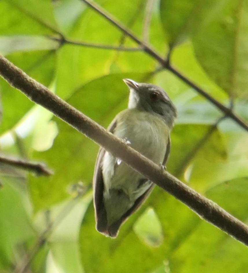 White-crowned Manakin - ML620456464