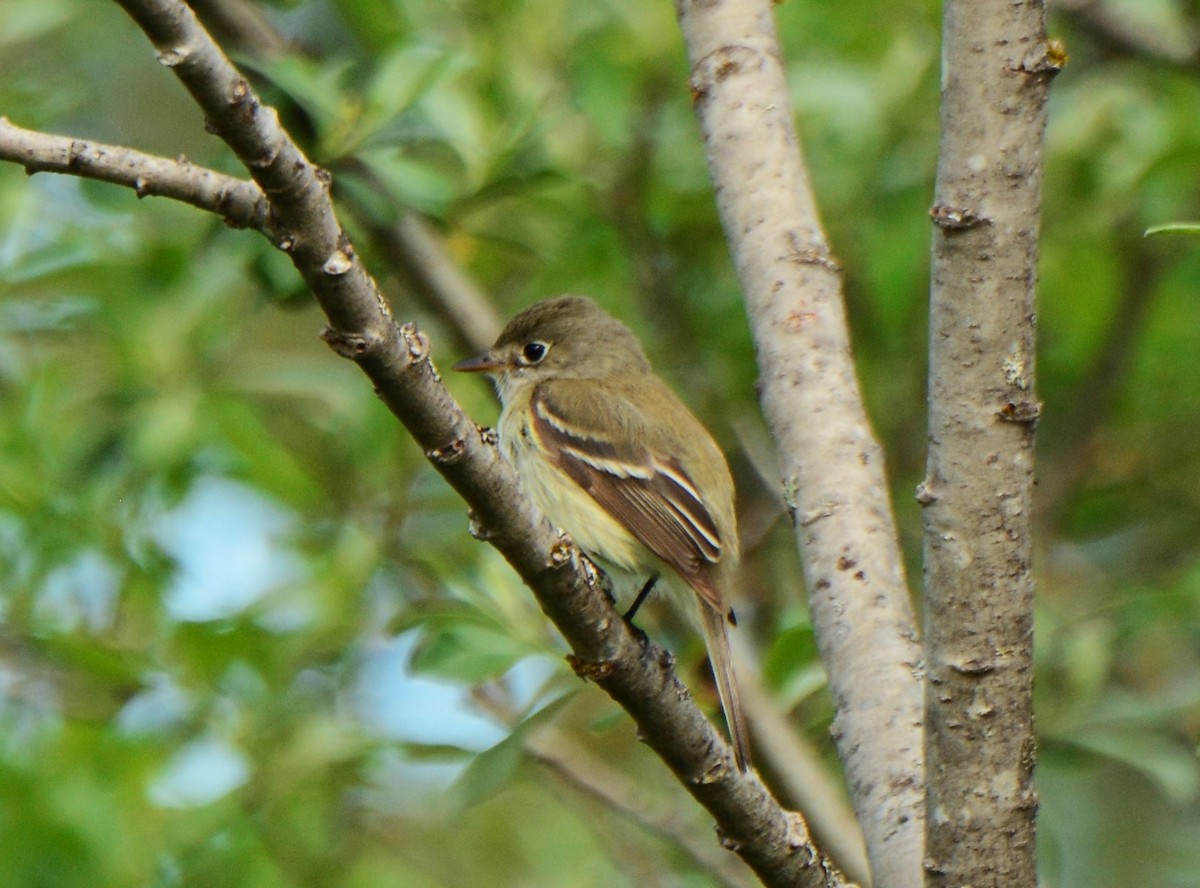 Least Flycatcher - ML620456470