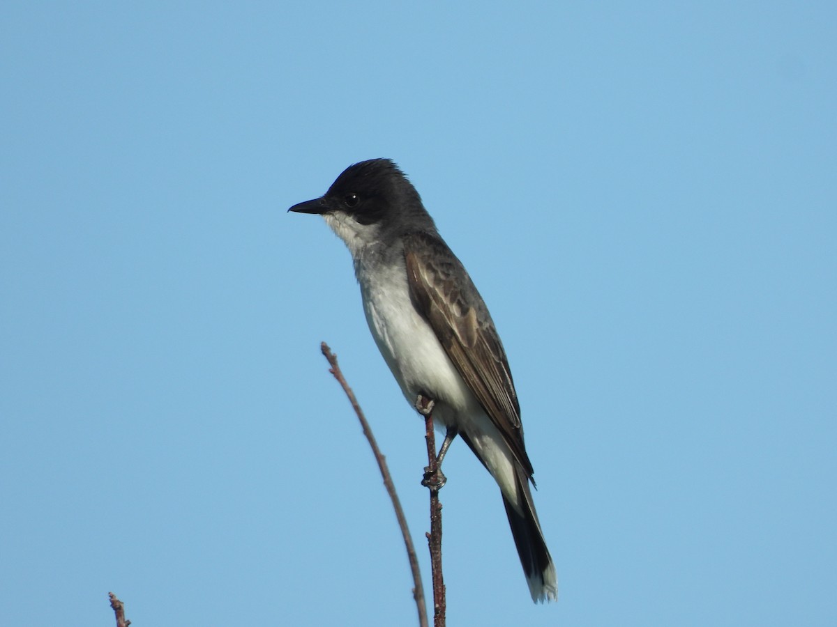 Eastern Kingbird - ML620456472