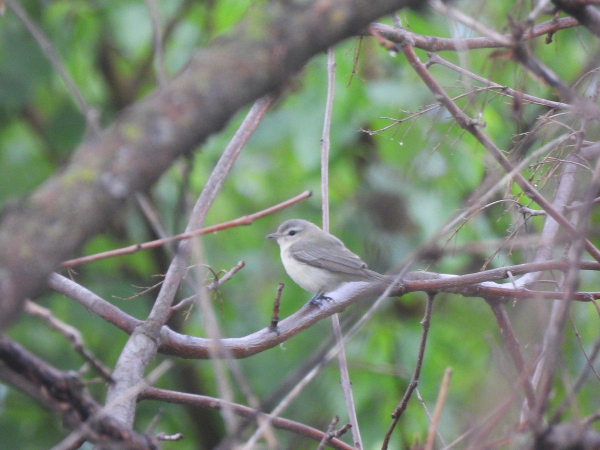 Warbling Vireo - ML620456475