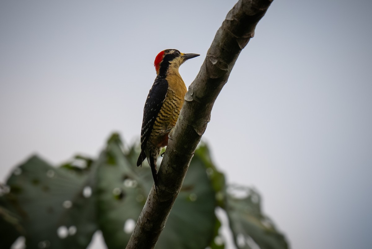 Black-cheeked Woodpecker - ML620456482