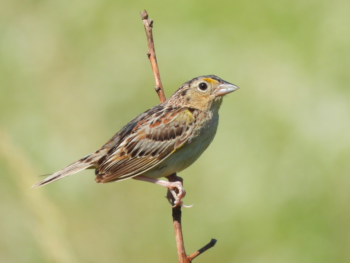 Grasshopper Sparrow - ML620456485
