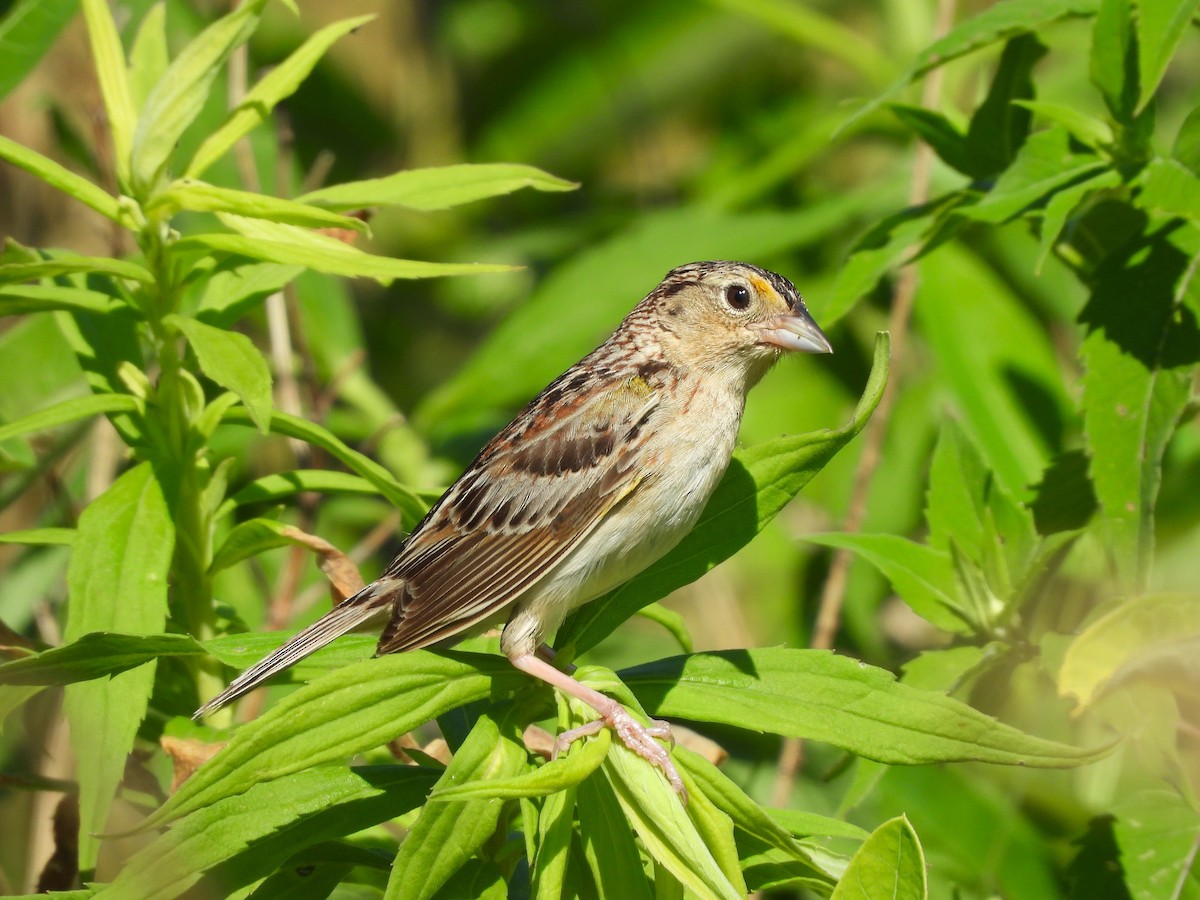 Grasshopper Sparrow - ML620456486