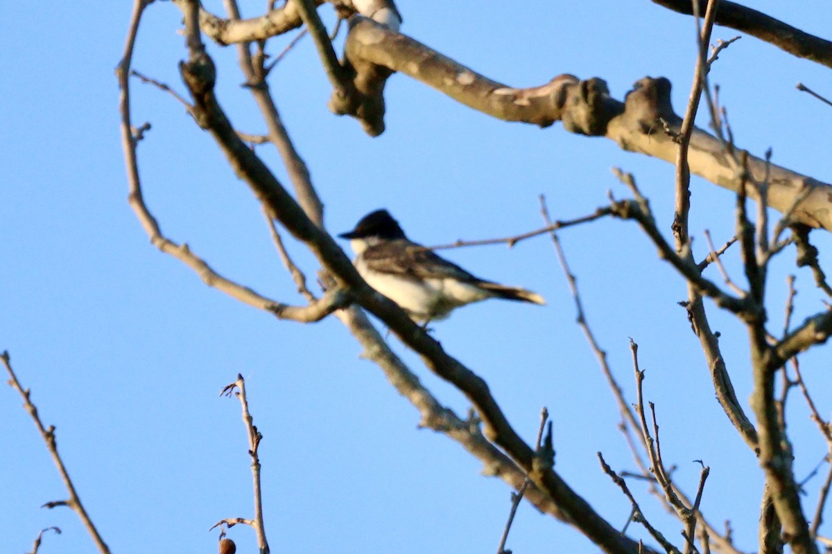 Eastern Kingbird - ML620456493