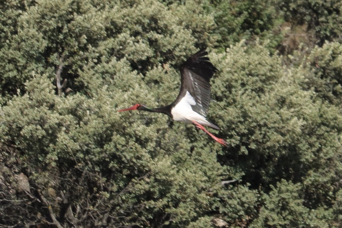 Black Stork - ML620456498