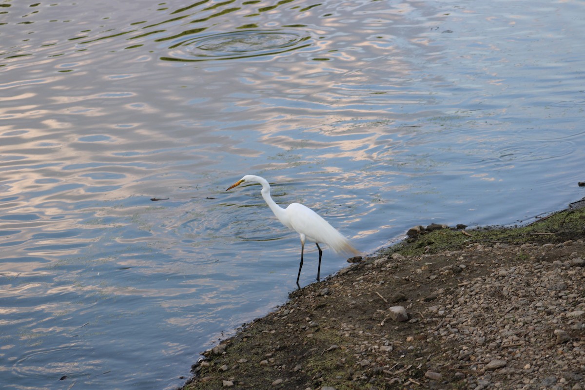 Great Egret - ML620456500