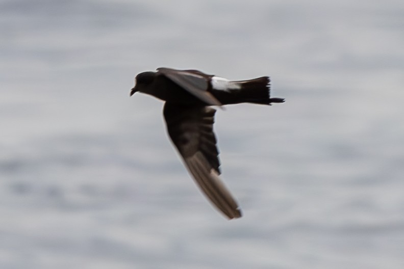 Wilson's Storm-Petrel - ML620456502