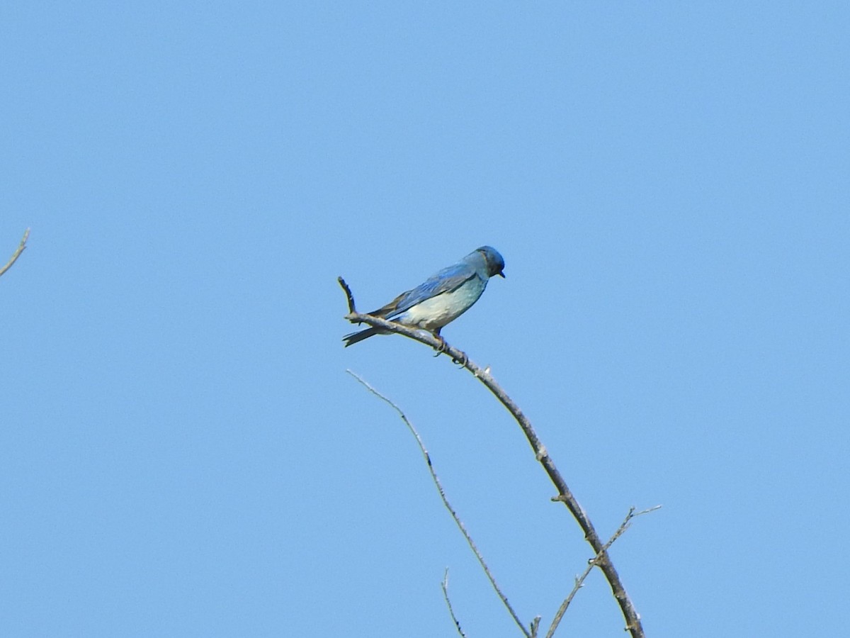 Mountain Bluebird - ML620456503