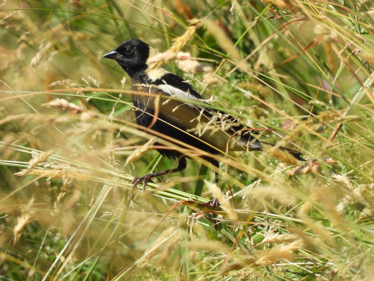 bobolink americký - ML620456506