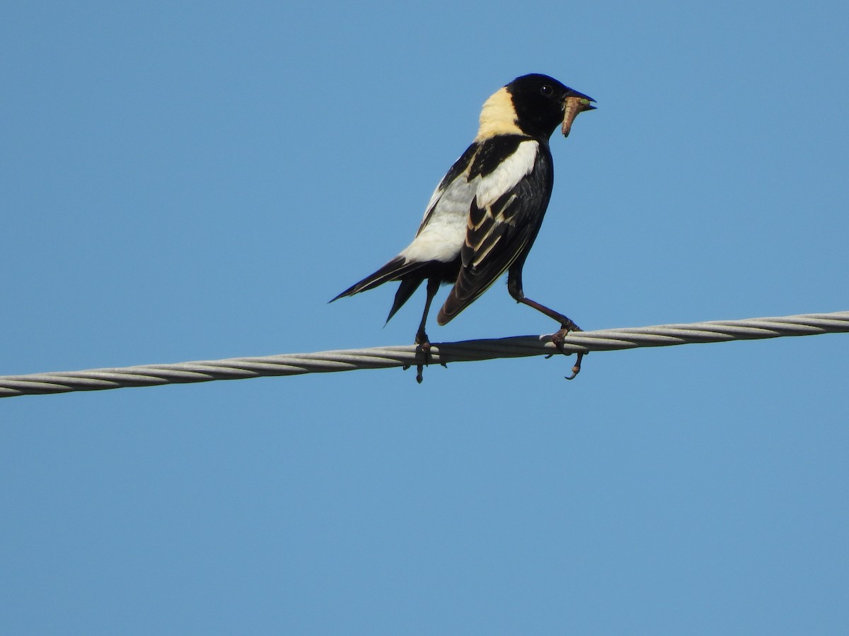 bobolink americký - ML620456514