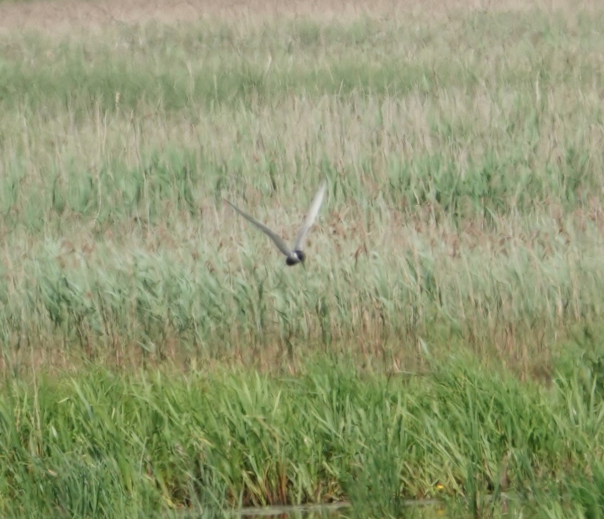 Whiskered Tern - ML620456517