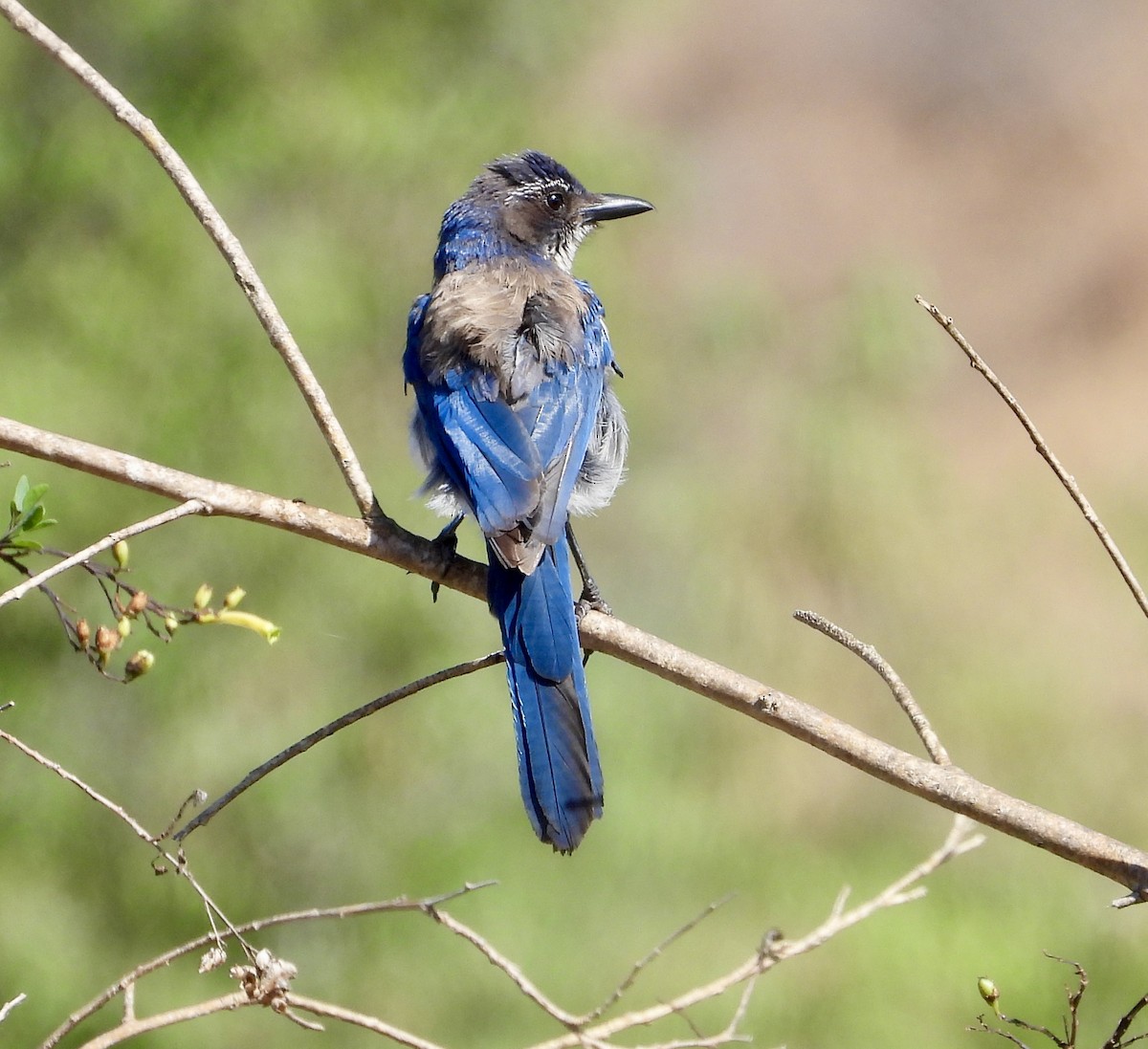 California Scrub-Jay - ML620456522