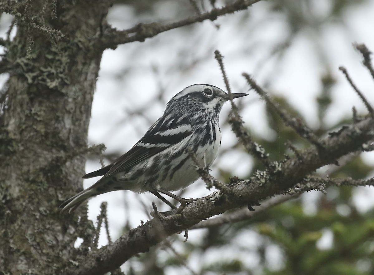 Black-and-white Warbler - ML620456524