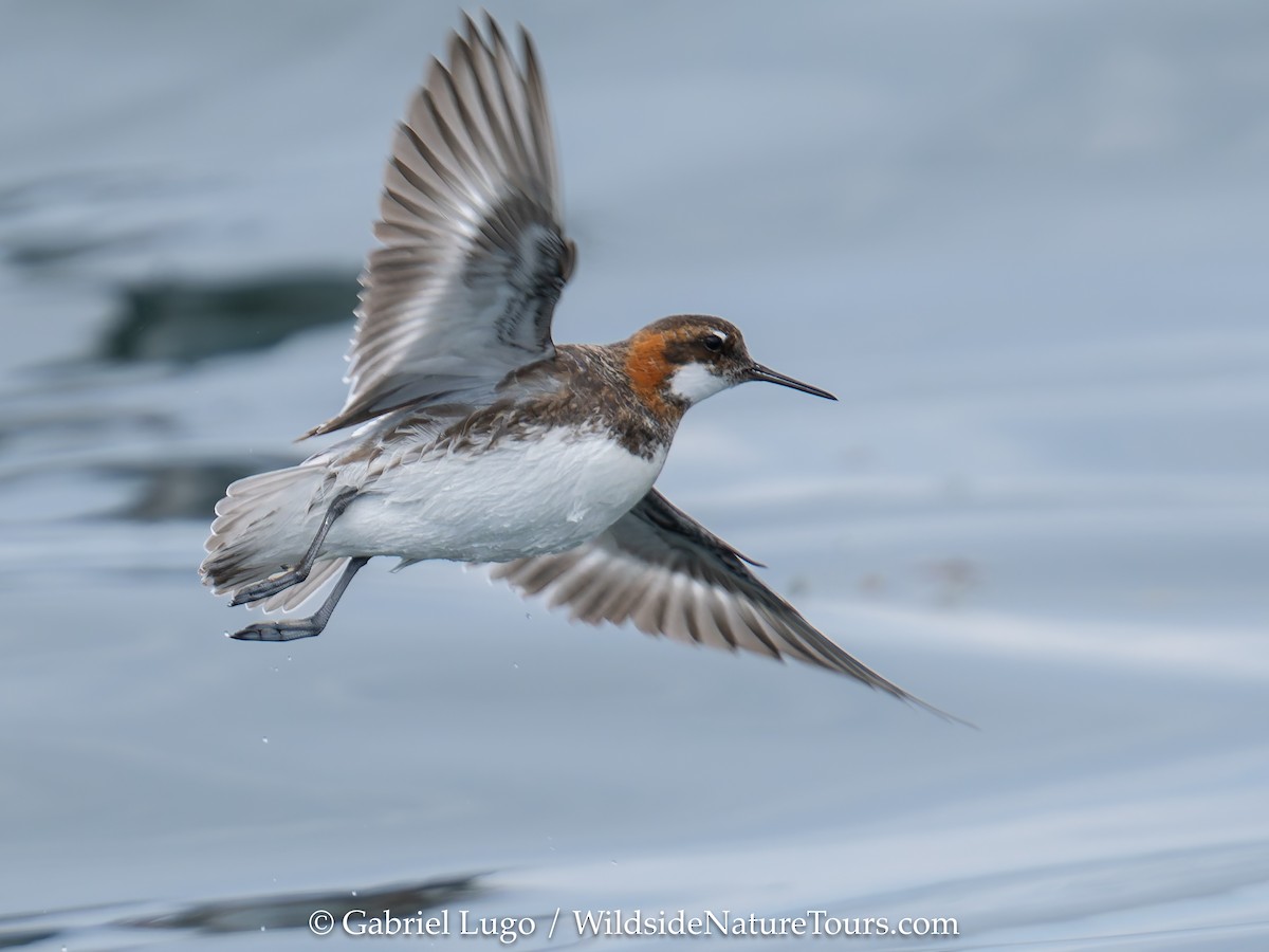 Red-necked Phalarope - ML620456526