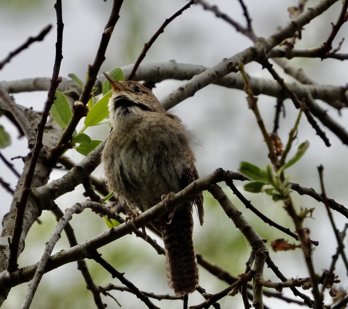 House Wren - ML620456543