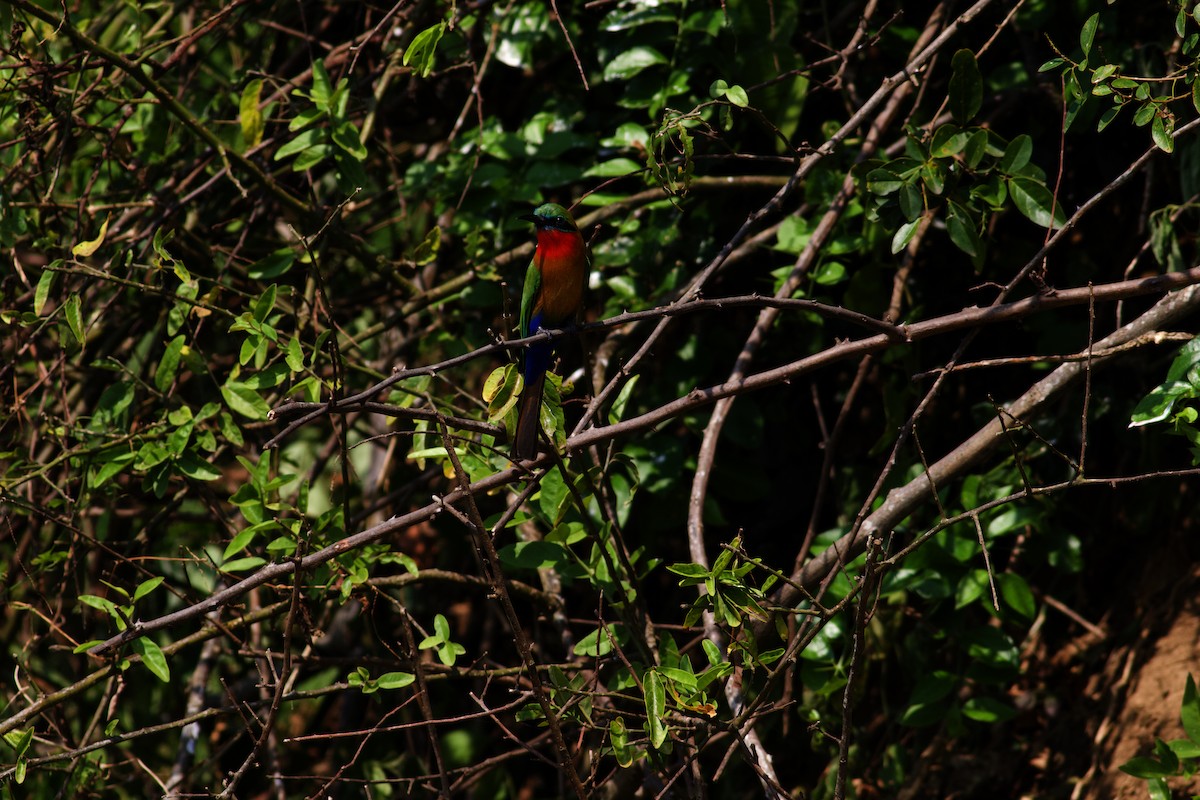 Red-throated Bee-eater - ML620456555