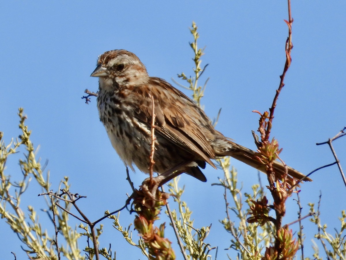 Song Sparrow - ML620456561