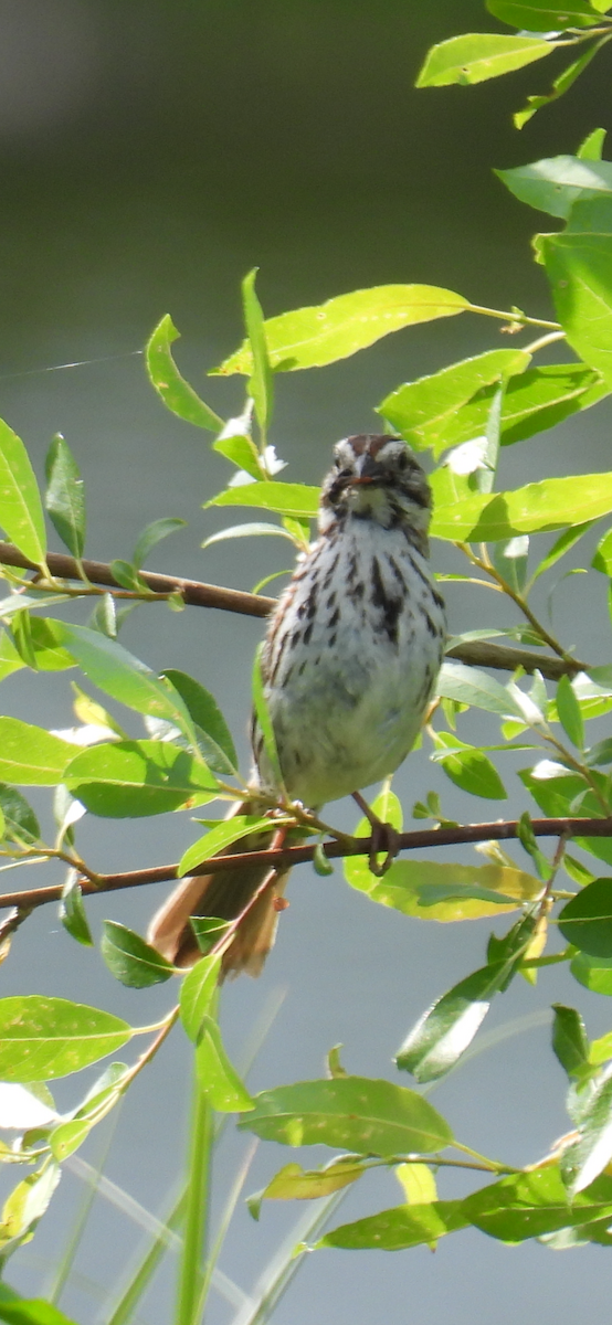 Song Sparrow - Ron Ginter