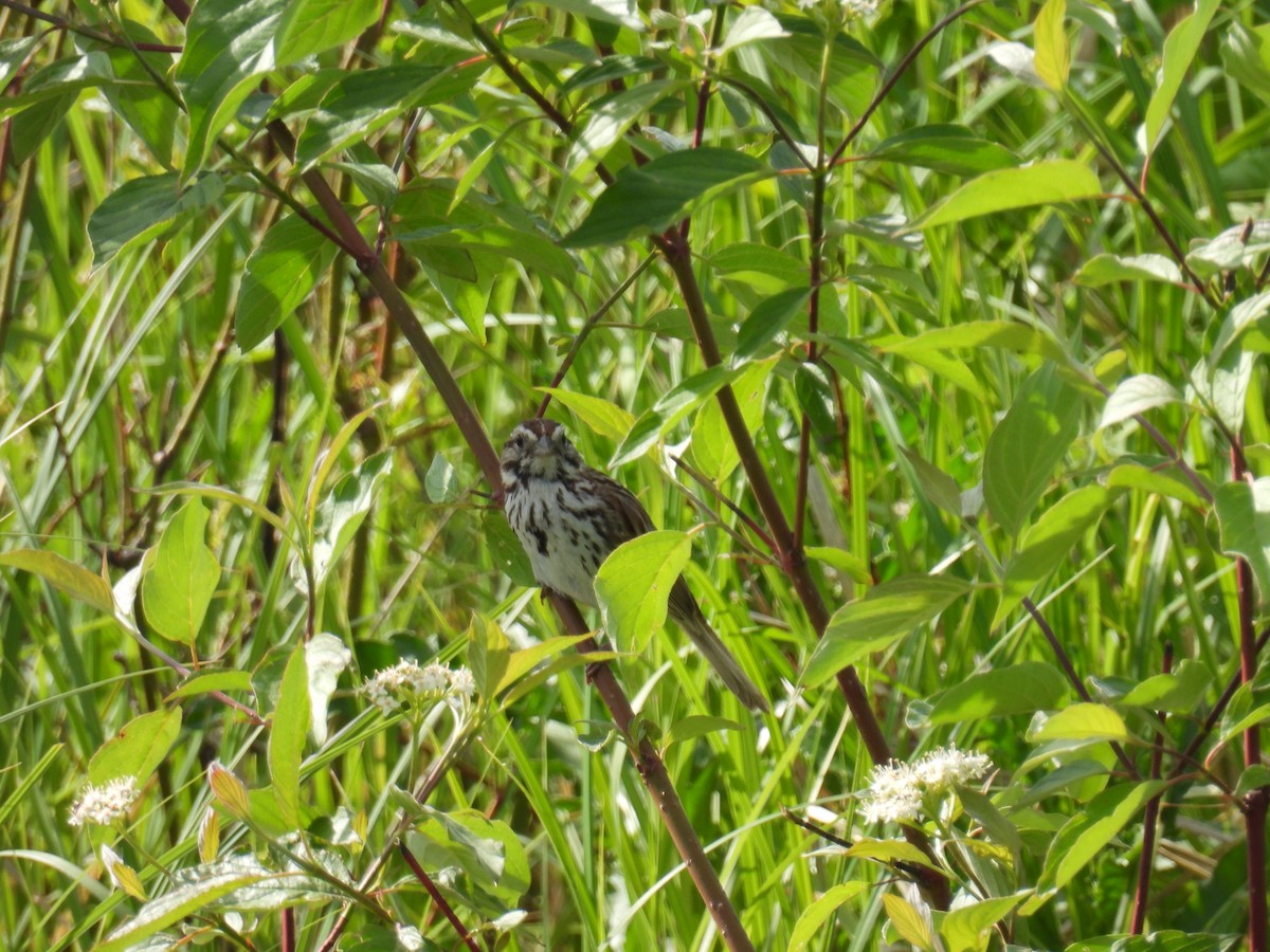 Song Sparrow - ML620456569