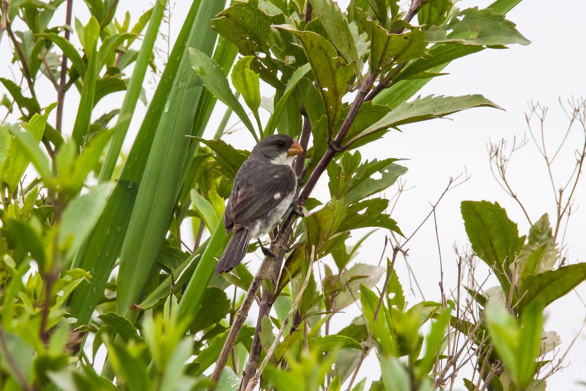 White-bellied Seedeater - ML620456576