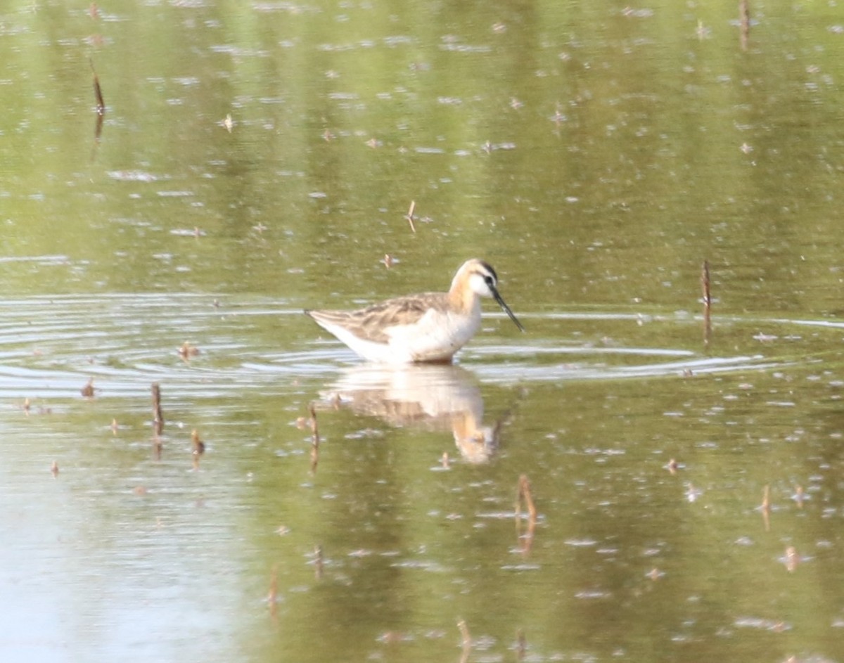 Wilson's Phalarope - ML620456577