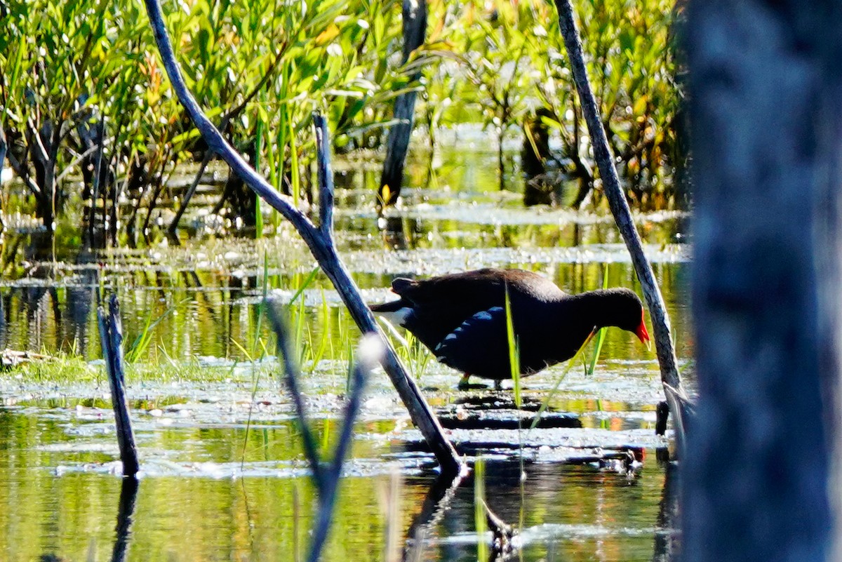 Common Gallinule - ML620456580