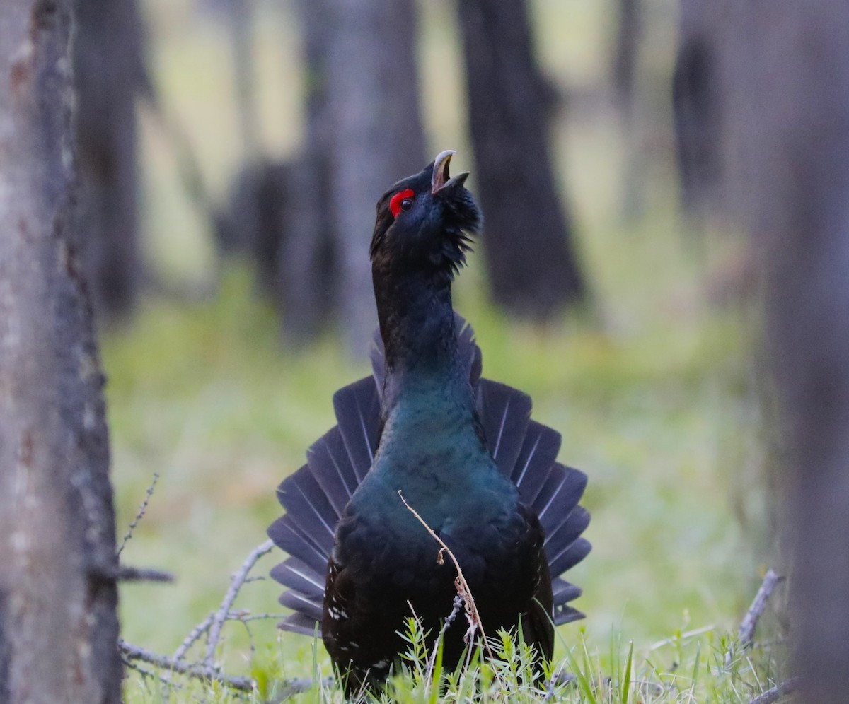 Black-billed Capercaillie - ML620456586