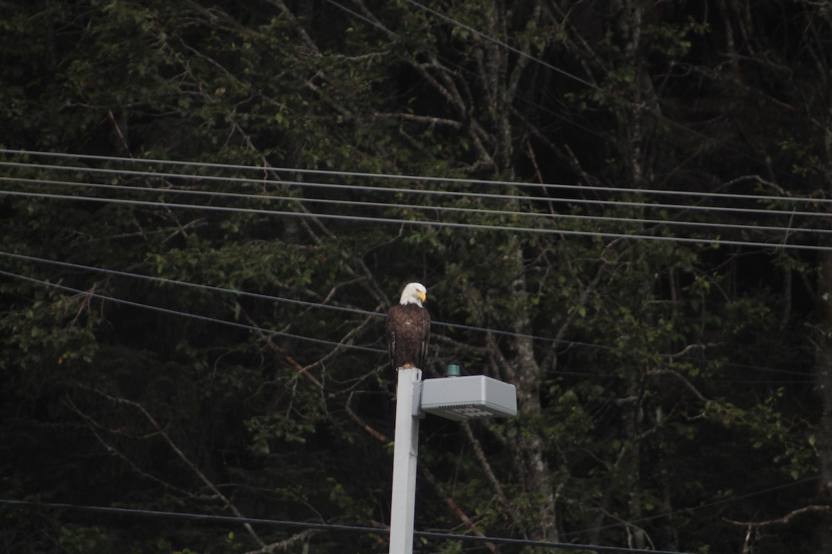 Bald Eagle - ML620456593