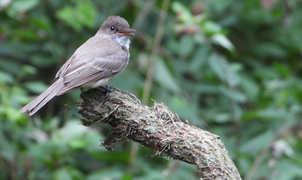 Eastern Phoebe - ML620456594