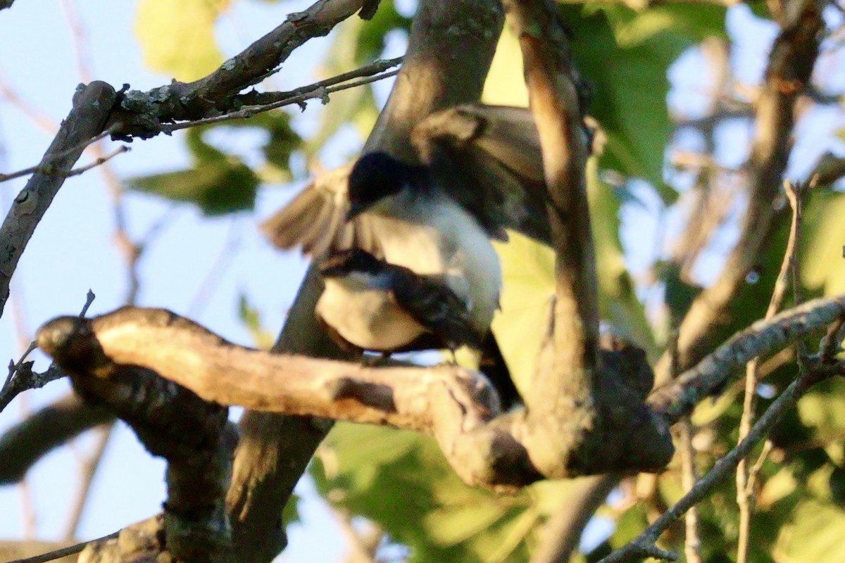 Eastern Kingbird - ML620456597