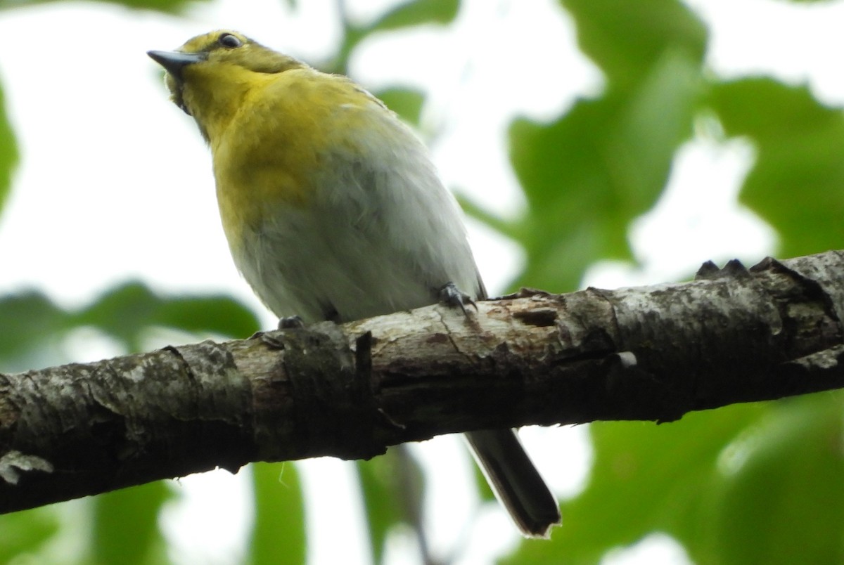 Viréo à gorge jaune - ML620456605