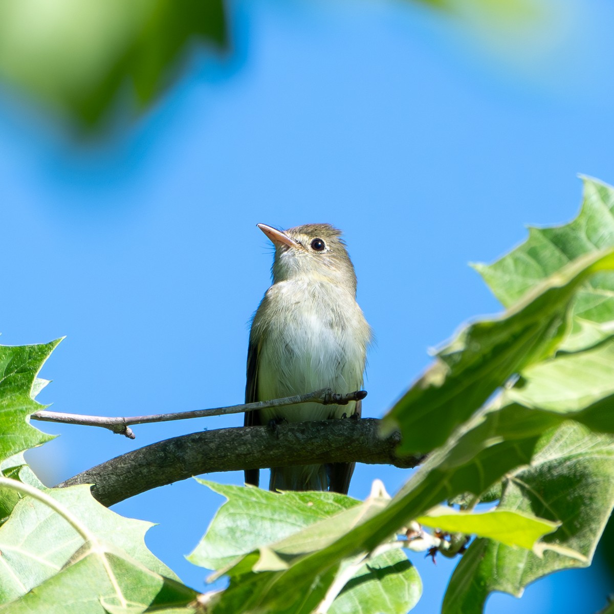 Empidonax sp. - ML620456612