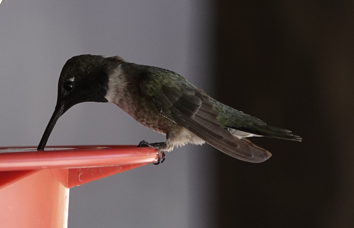 Black-chinned Hummingbird - ML620456622