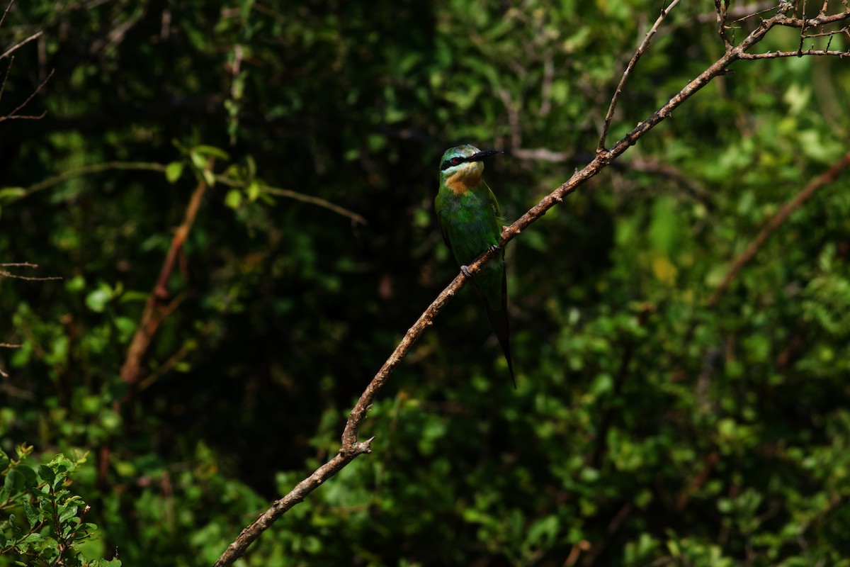 Abejaruco sp. (Merops sp.) - ML620456623